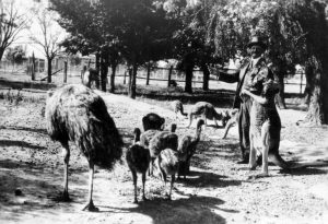 Jack Moses posing with some kangaroos and emus