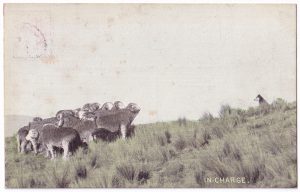 Postcard, with a photo of a group of sheep, along with a sheep dog (1906)
