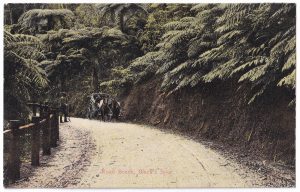 Postcard, with a photo of a horse-drawn buggy in Black’s Spur (Black Spur)
