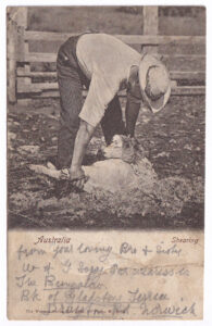 A postcard with a photo of an Australian shearer shearing a sheep (1907)