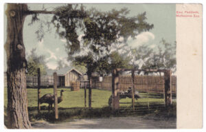 Postcard, with a photo of several emus in an enclosure at Melbourne Zoo (1905)