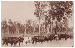 Postcard, with a photograph of a bullock team and a bullocky, in a bush setting (early 20th Century)