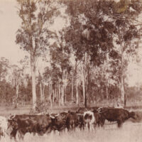 Postcard, with a photograph of a bullock team and a bullocky, in a bush setting (early 20th Century)