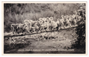 Postcard, with a photograph of ten young koalas sitting on a log, at the Lone Pine Koala Sanctuary.