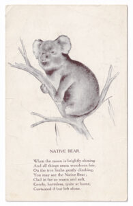 Postcard, with a picture of a koala in a tree (circa 1940s or 1950s)