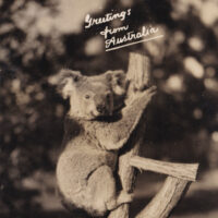 Postcard, with a photograph of a koala in a tree, circa 1940s or 1950s